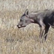 Illustration for article titled The Chupacabra is back . . . in Oklahoma
